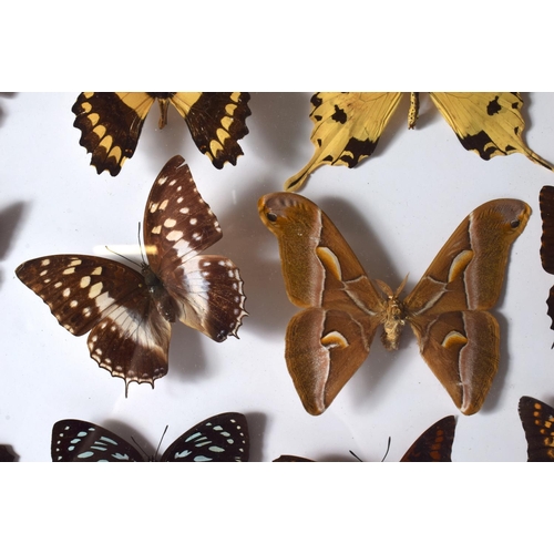 440 - A CASED SET OF EARLY 20TH CENTURY BUTTERFLY SPECIMENS Attributed to Dayrolle, Paris. 38 cm x 24 cm.