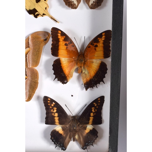 440 - A CASED SET OF EARLY 20TH CENTURY BUTTERFLY SPECIMENS Attributed to Dayrolle, Paris. 38 cm x 24 cm.