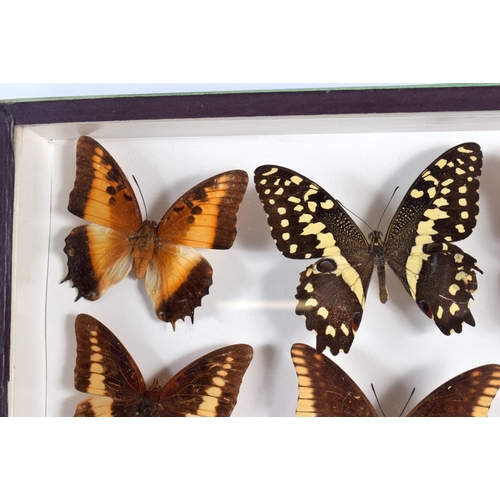 442 - A CASED SET OF EARLY 20TH CENTURY BUTTERFLY SPECIMENS Attributed to Dayrolle, Paris. 38 cm x 24 cm.