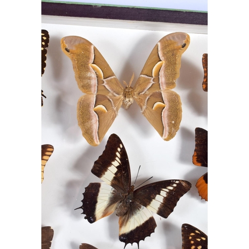 442 - A CASED SET OF EARLY 20TH CENTURY BUTTERFLY SPECIMENS Attributed to Dayrolle, Paris. 38 cm x 24 cm.