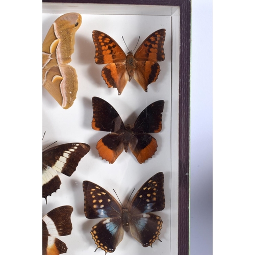 442 - A CASED SET OF EARLY 20TH CENTURY BUTTERFLY SPECIMENS Attributed to Dayrolle, Paris. 38 cm x 24 cm.