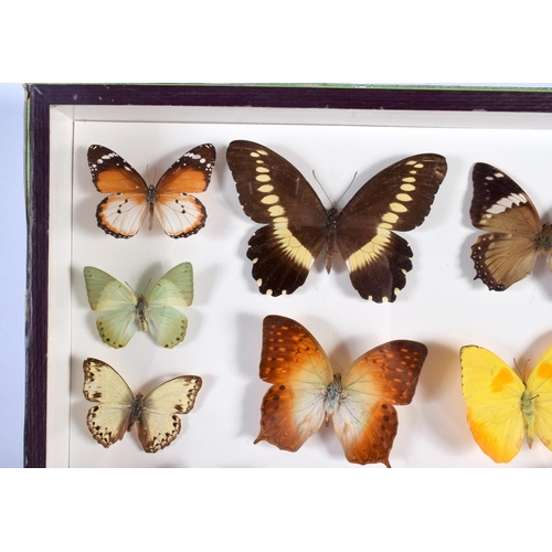 443 - A CASED SET OF EARLY 20TH CENTURY BUTTERFLY SPECIMENS Attributed to Dayrolle, Paris. 38 cm x 24 cm.