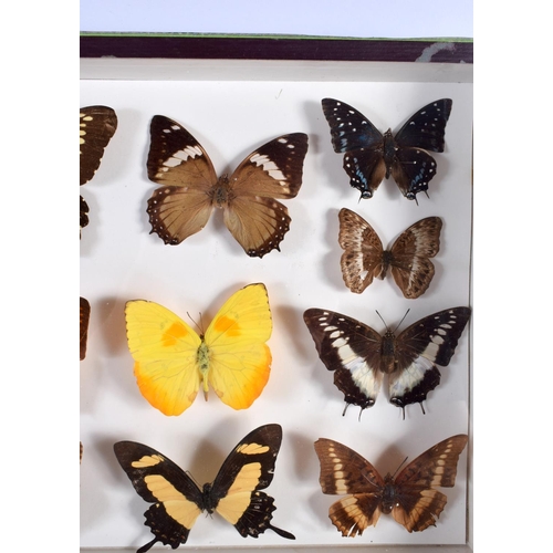 443 - A CASED SET OF EARLY 20TH CENTURY BUTTERFLY SPECIMENS Attributed to Dayrolle, Paris. 38 cm x 24 cm.