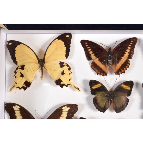 445 - A CASED SET OF EARLY 20TH CENTURY BUTTERFLY SPECIMENS Attributed to Dayrolle, Paris. 38 cm x 24 cm.