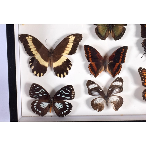 445 - A CASED SET OF EARLY 20TH CENTURY BUTTERFLY SPECIMENS Attributed to Dayrolle, Paris. 38 cm x 24 cm.