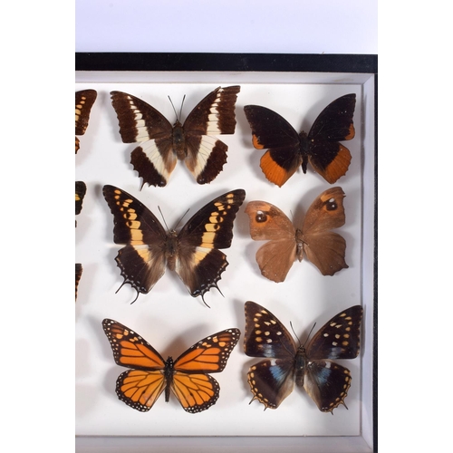 445 - A CASED SET OF EARLY 20TH CENTURY BUTTERFLY SPECIMENS Attributed to Dayrolle, Paris. 38 cm x 24 cm.