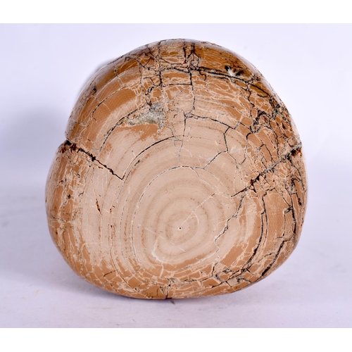 54 - A PREHISTORIC PETRIFIED WOOD SPECIMEN 24 cm x 7 cm.