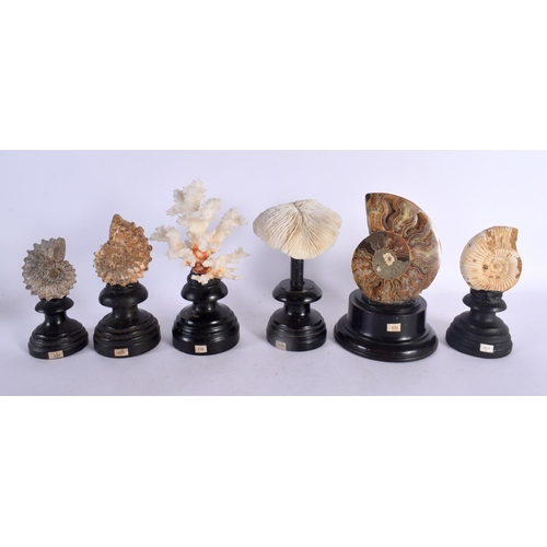 566 - SIX VINTAGE CORAL AND AMMONITE SPECIMENS Largest 14 cm high. (6)