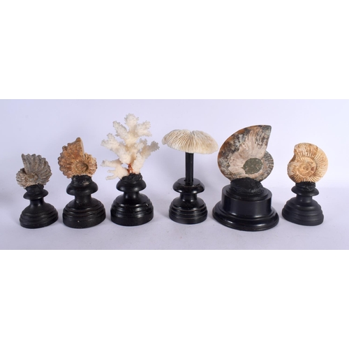 566 - SIX VINTAGE CORAL AND AMMONITE SPECIMENS Largest 14 cm high. (6)