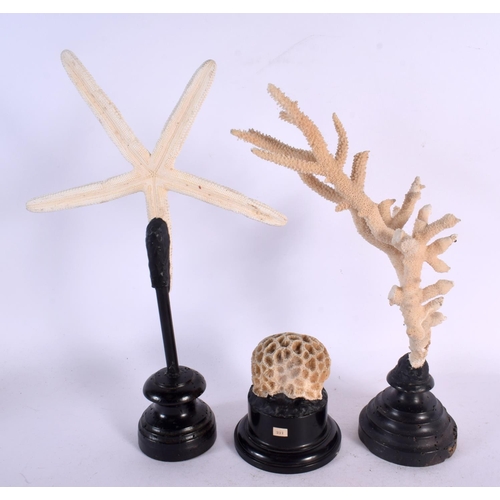 567 - THREE VINTAGE CORAL SPECIMENS Largest 32 cm high. (3)