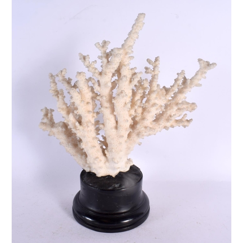 568 - A VINTAGE CORAL SPECIMEN 34 cm x 22 cm.