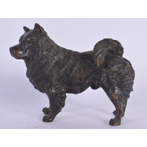 64 - A 19TH CENTURY AUSTRIAN COLD PAINTED BRONZE FIGURE OF A DOG modelled upon all fours. 12 cm x 10 cm.