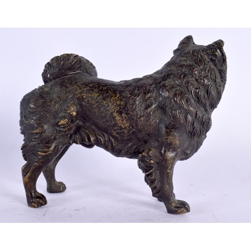 64 - A 19TH CENTURY AUSTRIAN COLD PAINTED BRONZE FIGURE OF A DOG modelled upon all fours. 12 cm x 10 cm.