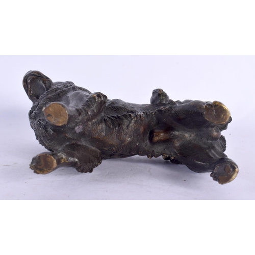 64 - A 19TH CENTURY AUSTRIAN COLD PAINTED BRONZE FIGURE OF A DOG modelled upon all fours. 12 cm x 10 cm.