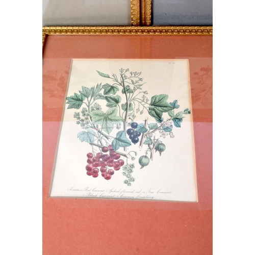 3103 - Jane Webb Loudon (1807-1858) 5 x Lithographical prints, Botanical studies. 23 cm x 19 cm. (5)