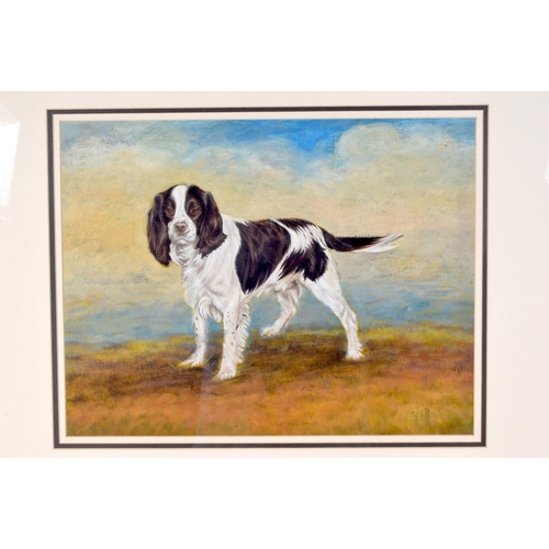 3113 - A FRAMED OIL ON BOARD C1930 depicting a spaniel. 33 cm x 44 cm.