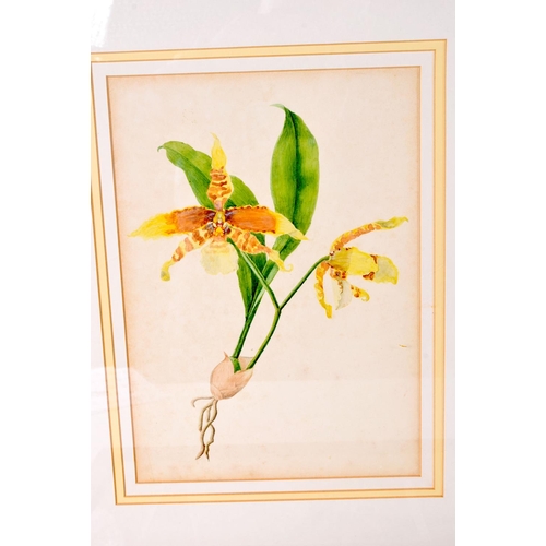 3135 - A FRAMED LITHOGRAPHIC BOTANICAL PRINT together with a framed etching, a watercolour and a sketch. La... 