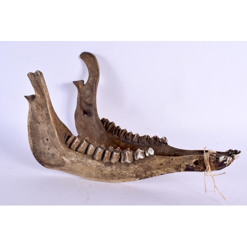 394 - AN EARLY TAXIDERMY SHEEPS JAWBONE. 27 cm wide.