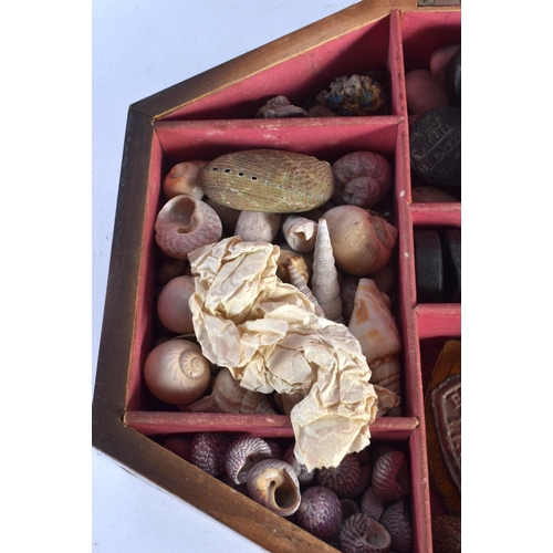 407 - AN INTERESTING VICTORIAN COUNTRY HOUSE SPECIMAN BOX containing shells, wax seals etc. 34 cm x 22 cm.