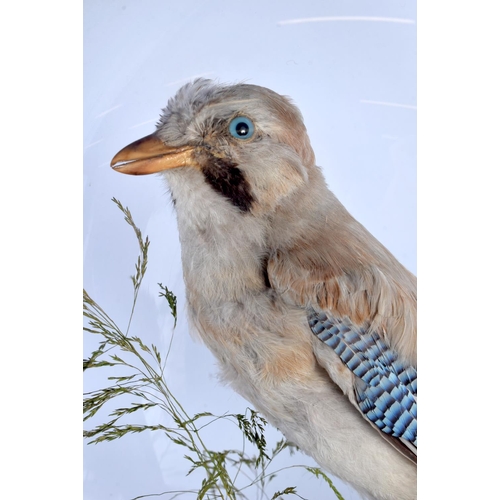 441 - A LARGE VICTORIAN TAXIDERMY BIRD AND SQUIRREL GROUP. 58 cm x 32 cm.