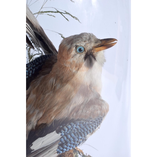 441 - A LARGE VICTORIAN TAXIDERMY BIRD AND SQUIRREL GROUP. 58 cm x 32 cm.