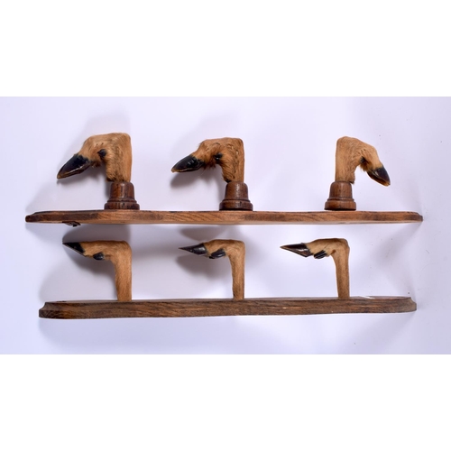 715 - A PAIR OF EDWARDIAN TAXIDERMY DEER FOOT COAT RACKS. 50 cm long.