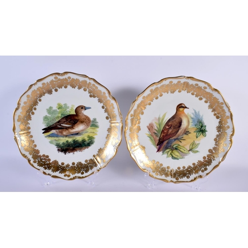 794 - A LOVELY SET OF TWELVE VIENNA PORCELAIN PLATES painted with Ornotholical studies. 24.5 cm diameter. ... 