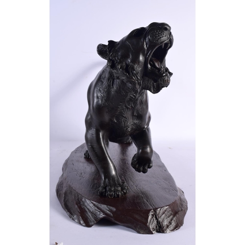 2434 - A VERY LARGE 19TH CENTURY JAPANESE MEIJI PERIOD BRONZE OKIMONO modelled as a roaming tiger. 54 cm x ... 