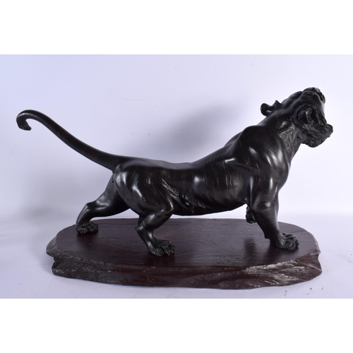 2434 - A VERY LARGE 19TH CENTURY JAPANESE MEIJI PERIOD BRONZE OKIMONO modelled as a roaming tiger. 54 cm x ... 