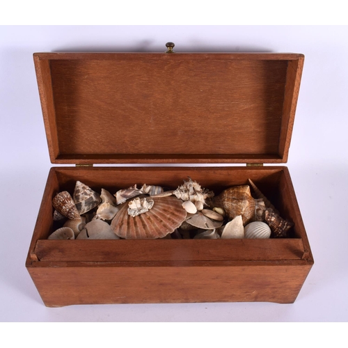 417 - AN ANTIQUE BOX containing numerous shells. Box 34 cm x 14 cm. (qty)