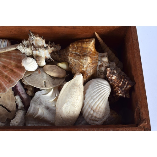 417 - AN ANTIQUE BOX containing numerous shells. Box 34 cm x 14 cm. (qty)