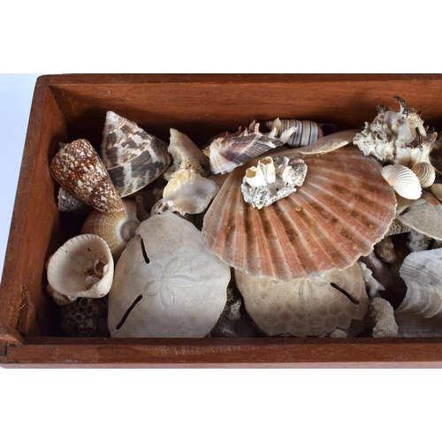 417 - AN ANTIQUE BOX containing numerous shells. Box 34 cm x 14 cm. (qty)