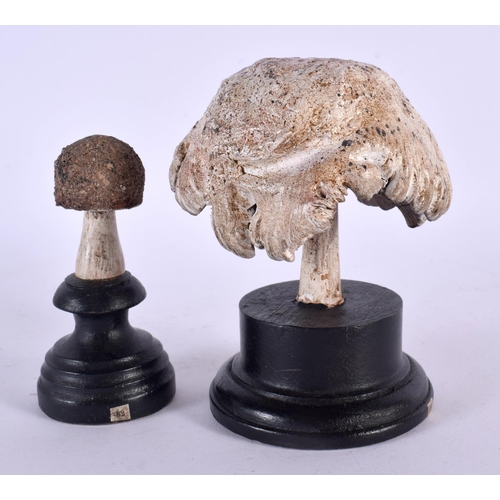 427 - TWO TAXIDERMY MUSHROOM FUNGUS SPECIMENS. 14 cm high. (2)