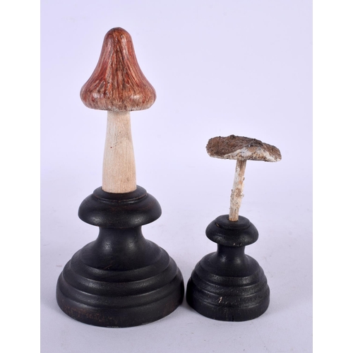 428 - TWO TAXIDERMY MUSHROOM FUNGUS SPECIMENS. 14 cm high. (2)