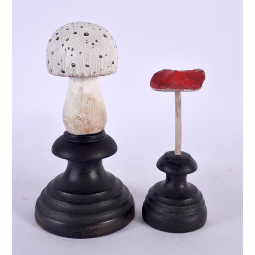 429 - TWO TAXIDERMY MUSHROOM FUNGUS SPECIMENS. 14 cm high. (2)