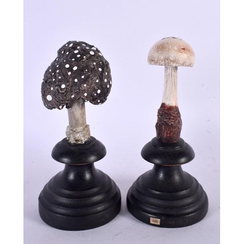 430 - TWO TAXIDERMY MUSHROOM FUNGUS SPECIMENS. 14 cm high. (2)