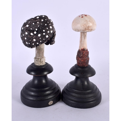 430 - TWO TAXIDERMY MUSHROOM FUNGUS SPECIMENS. 14 cm high. (2)