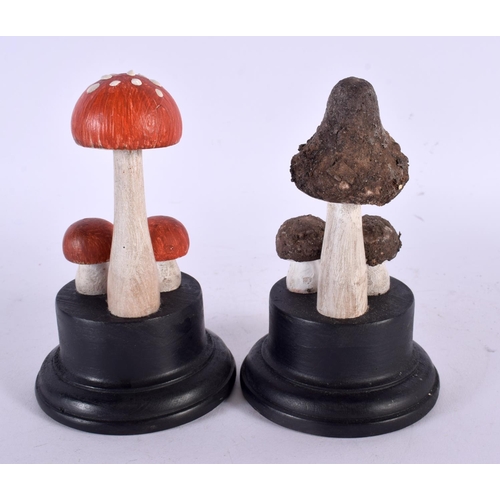 431 - TWO TAXIDERMY MUSHROOM FUNGUS SPECIMENS. 14 cm high. (2)