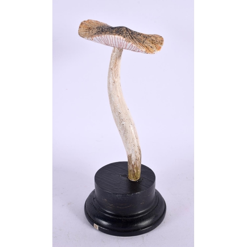 432 - A TAXIDERMY MUSHROOM FUNGUS SPECIMEN. 21 cm high.