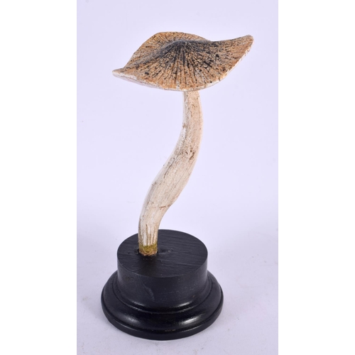 432 - A TAXIDERMY MUSHROOM FUNGUS SPECIMEN. 21 cm high.