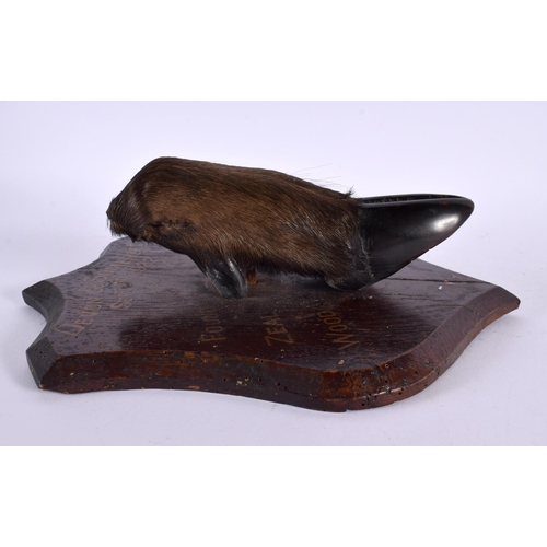 657 - AN ANTIQUE TAXIDERMY HOOF FOOT TROPHY. 27 cm x 18 cm.