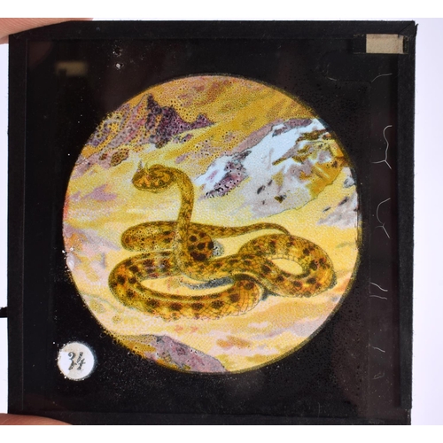 695 - ANTIQUE MAGIC LANTERN SLIDES including Mt Vesuvius, Animals, Battle scenes etc. (qty)