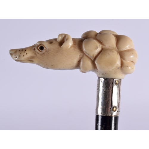 806 - AN ANTIQUE BONE HANDLED SILVER DOG HEAD CANE. 88 cm long.