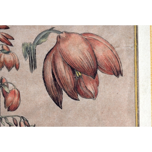 812 - EIGHT 18TH CENTURY CONTINENTAL HAND COLOURED ENGRAVINGS. 47 cm x 34 cm.