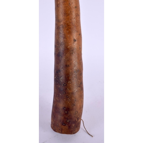 388 - A TRIBAL PAPUA NEW GUINEA PENIS SHEATH. 57 cm long.