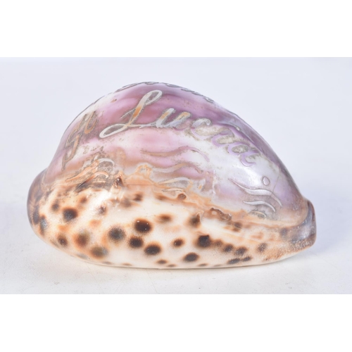 1752 - A SAILORS VALENTINE SAINT LUCIA SHELL. 9 cm x 6.5 cm.