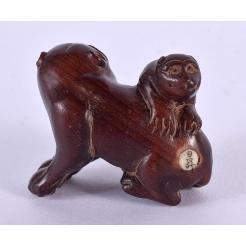 2242 - A JAPANESE CARVED BOXWOOD DOG NETSUKE. 5 cm x 3 cm.