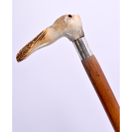 383 - AN UNUSUAL EDWARDIAN SILVER AND ANTLER HORN RABBIT WALKING CANE. 90 cm long.