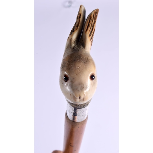 383 - AN UNUSUAL EDWARDIAN SILVER AND ANTLER HORN RABBIT WALKING CANE. 90 cm long.