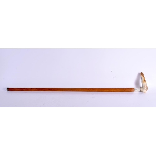 383 - AN UNUSUAL EDWARDIAN SILVER AND ANTLER HORN RABBIT WALKING CANE. 90 cm long.